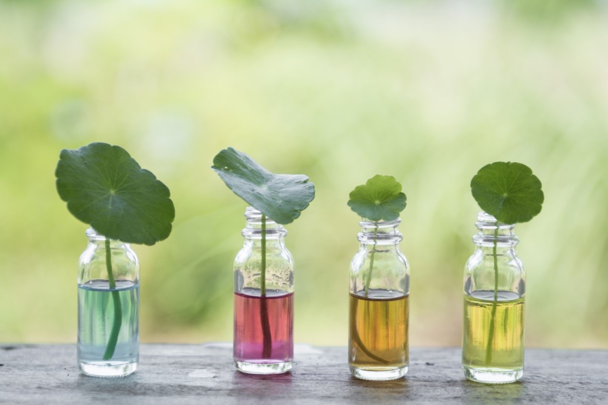 4 cica leaves with stems in 4 different mini glass bottles, each with a different-colored liquid